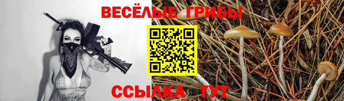 Галлюциногенные грибы Psilocybine cubensis Мурманск